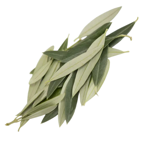 Olive Leaf Extract