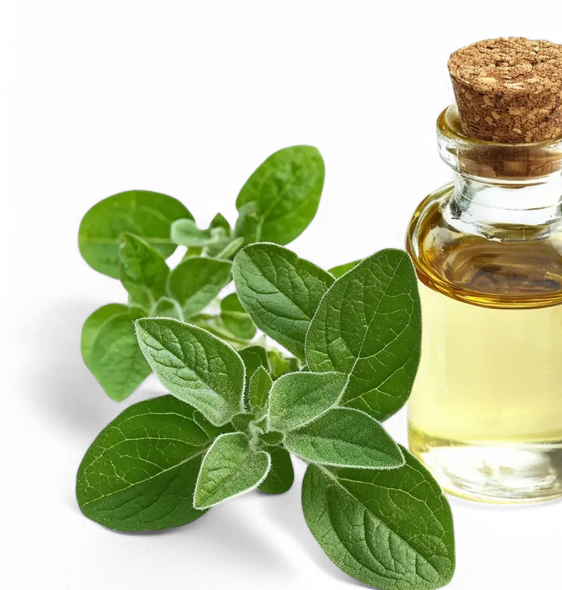 oil of oregano